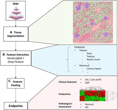 Predicting clinical endpoints and visual changes with quality-weighted tissue-based renal histological features